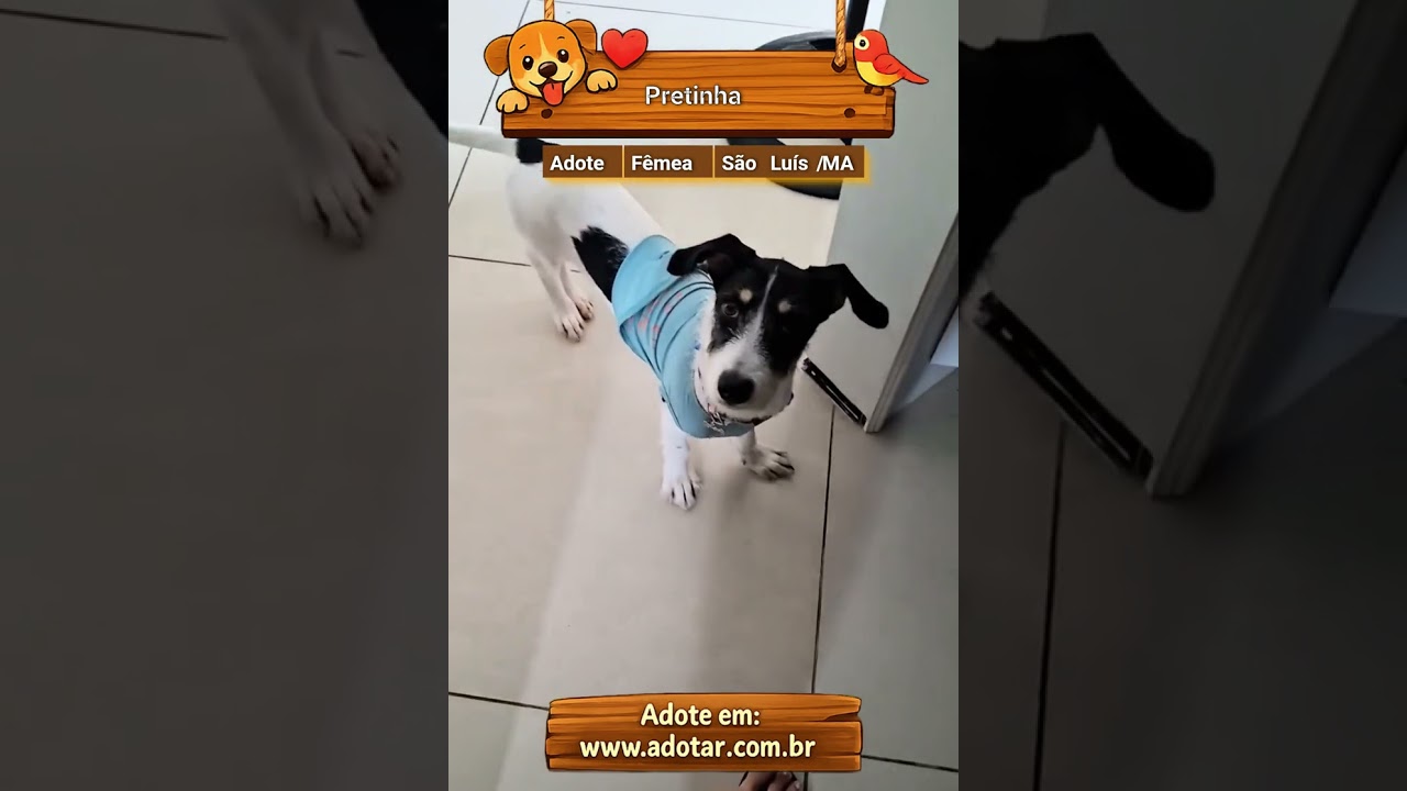 Cachorro raça SRD-ViraLata idade 2 a 6 meses nome Pretinha 