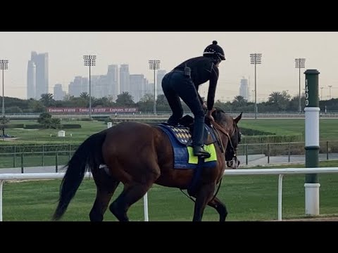 UAE Derby favorite PINEHURST breezes 4f @ Meydan - 12Mar22
