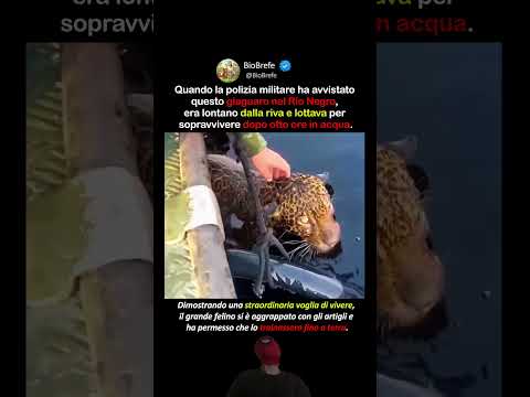 Il drammatico salvataggio di un giaguaro nel Rio Negro