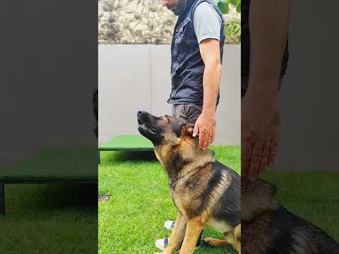 CONTROLE, PRECISÃO E INTENSIDADE - adicione um pastor alemão chamado Togo e Let's go! #dog #t #pets