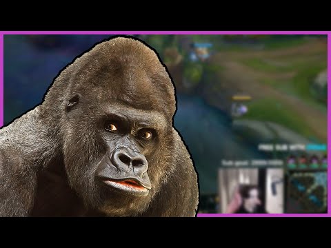 What Would an American do in the Zoo