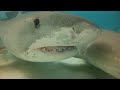 Tiger Shark Attacks Snorkeler