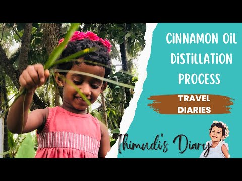 Cinnamon Oil Distillation Process In Sri Lanka