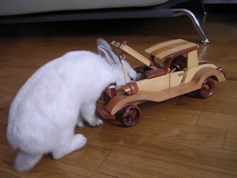 Blu coniglio nano: coniglio meccanico