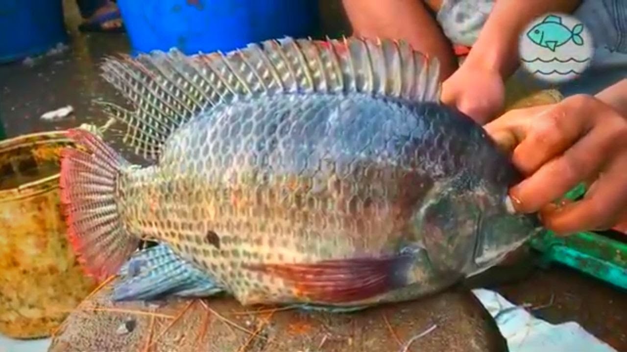 Live Tilapia Fish Cutting Skills In Bangladesh Fish Market II fastest fish cutting skills