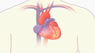How The Heart Works Animation Video - How Does the Circulatory System Work? Cardiovascular Anatomy