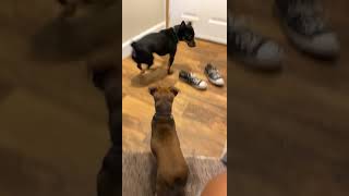 Miniature Pinscher Puppies Videos
