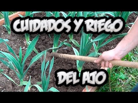 , title : 'Cultivo Del Ajo : Cuidados Y Como Regar Los Ajos || La Huertina De Toni'