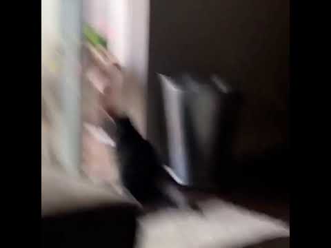 Cat Stops Dog From Entering Room - 1072552