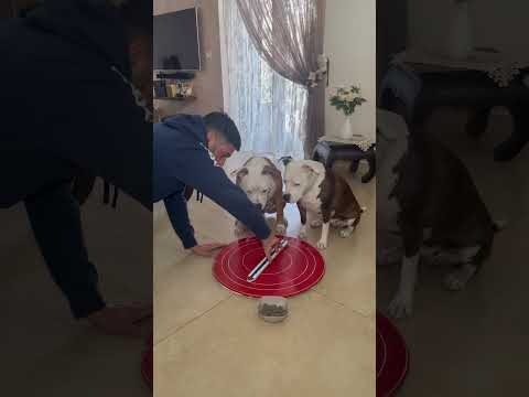 The Smartest Dog 🐶🧐 #smartdog #smartdogs #dogs #dogvideos