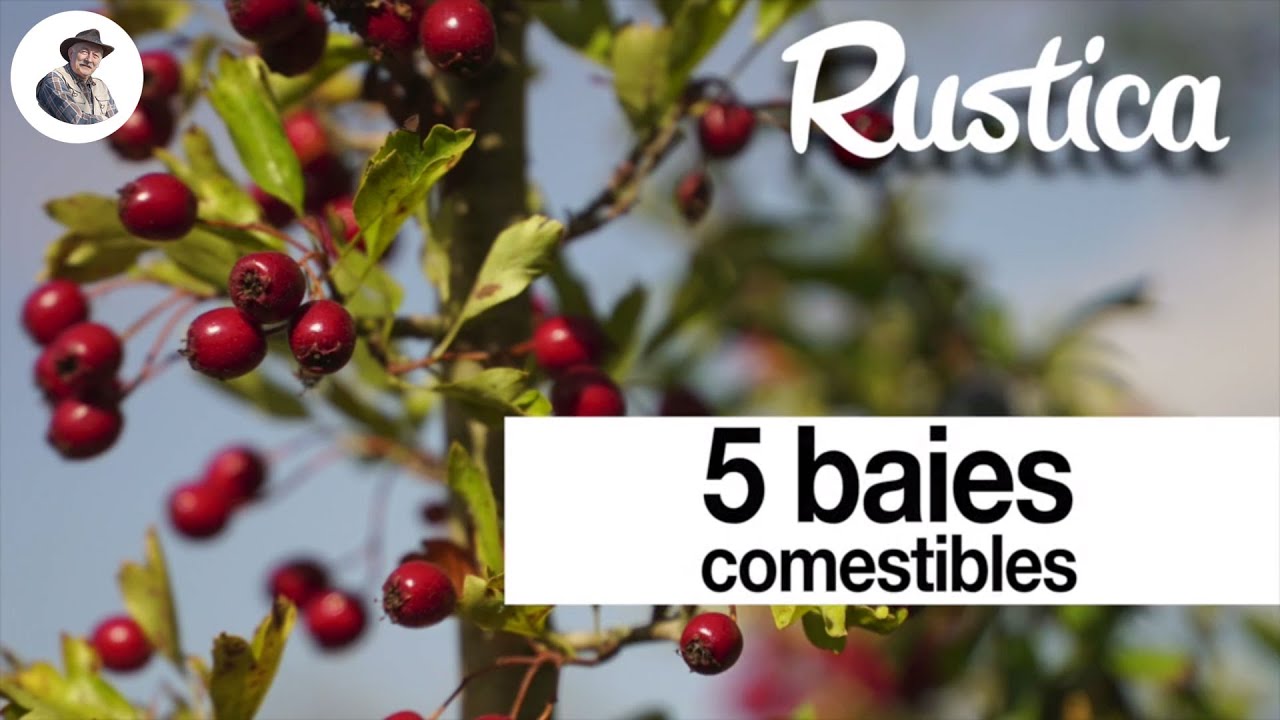 5 fruits et baies sauvages comestibles