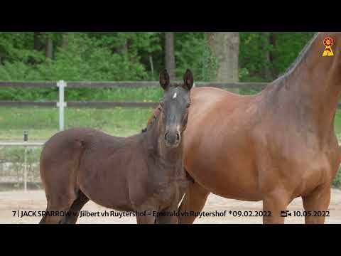 Lot 7: Hengstfohlen v. Jilbert van het Ruytershof x Emerald van het Ruytershof