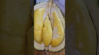 Download lagu Duren montok #durian #durianmusangking #durianindonesia mp3