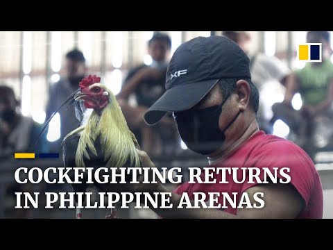Cockfighting spectacle returns to arenas in the Philippines