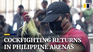 Download lagu Cockfighting spectacle returns to arenas in the Philippines mp3