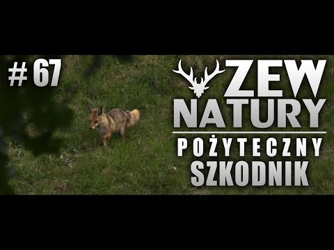 Zew Natury #67 - Pożyteczny szkodnik