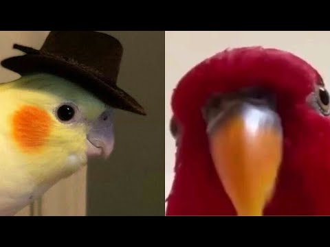 Des perroquets intelligents et drôles qui parlent 🦜 - essayez de ne pas rire | animaux drôles ❤️