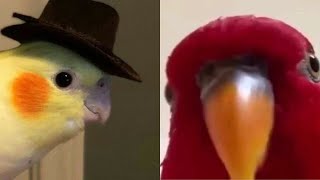 Miniature vidéo