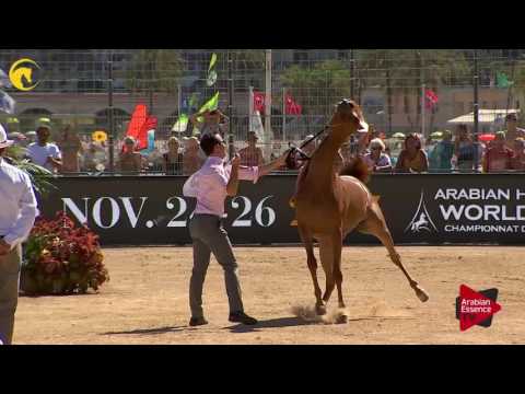 N.43 ARIA ALBAYDAA - MENTON 2017 - Fillies 2 years old (Class 2B)