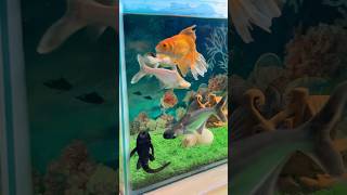 Download lagu Aquarium Fish 🐠 #fish #aquarium #shorts mp3