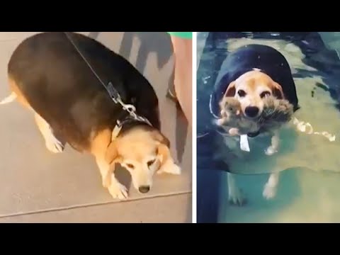 Watch This Overweight Beagle's Fitness Journey