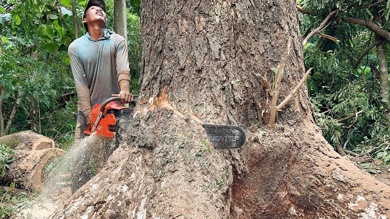 Crazy skills… The most dangerous tree cutting skills at the beginning of the year