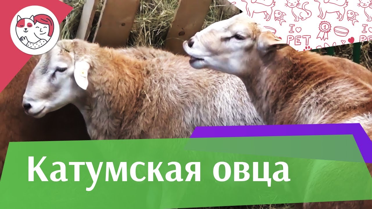 Катумская овца на ilikepet. Особенности породы, уход