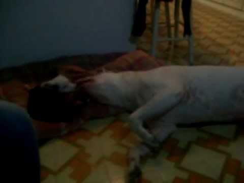 Il gigante e la formica...