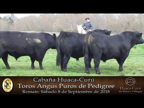 24-08-18 Toros P.P. y P.C.y P.R. - Día de Campo - Cabaña Huaca Curú de Blanco Villegas - Tandil