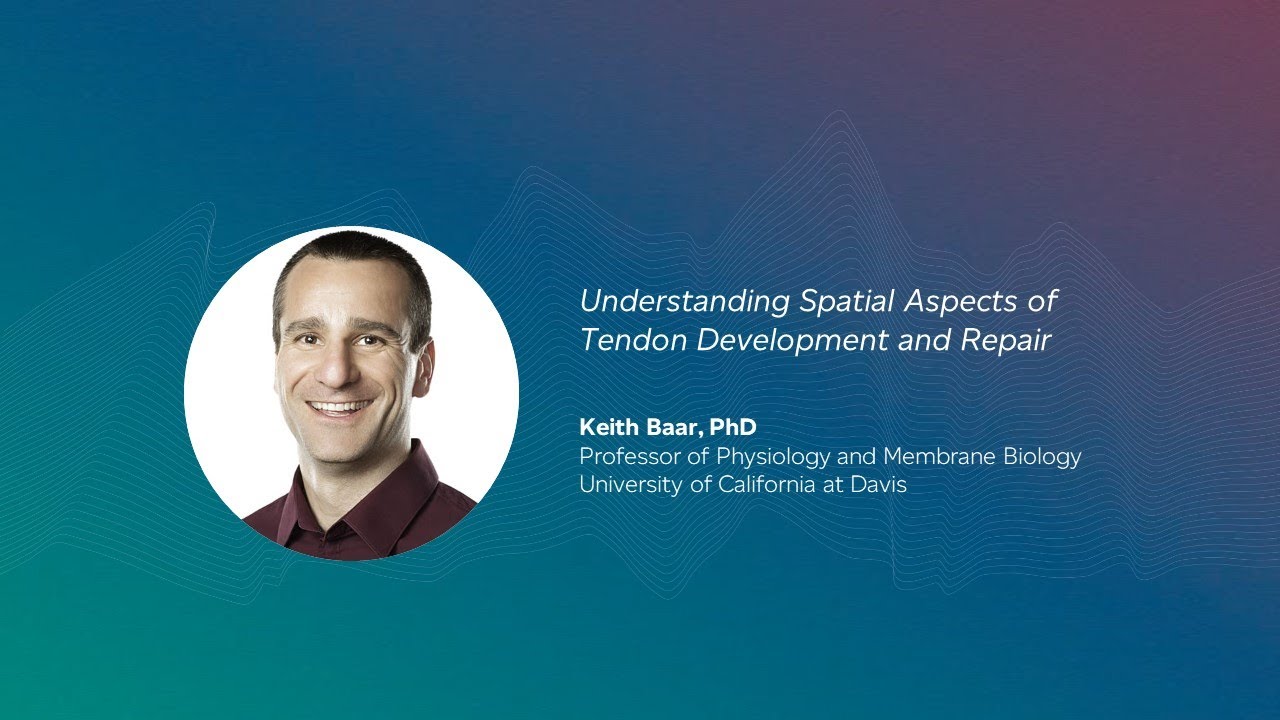 Understanding Spatial Aspects of Tendon Development and Repair | Keith Baar