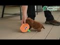 Miniature Poodle dogs for sale: Magnolia  - Video 1