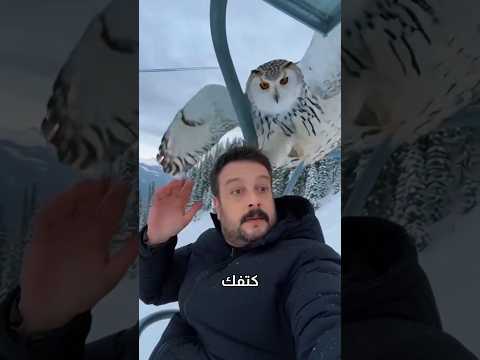 لا تفزع إذا حطت بومة على كتفك❗