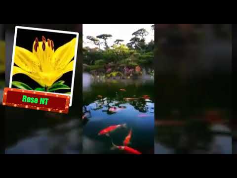 Thể hiện bởi Khánh Ly