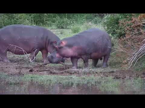 Djuma: Hippo pair (one with Splotch mark on neck side) - 18:48 - 01/11/2020