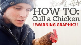 how to CULL a sick chicken
