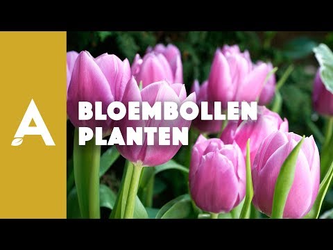 , title : 'Bloembollen planten - Een groener thuis! #58'
