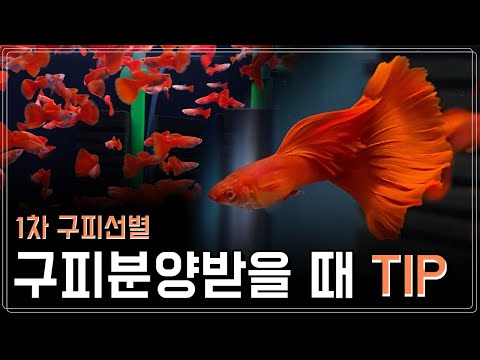 , title : '알비노풀레드빅도살구피선별/구피선별팁/보광A라인/AFRBDS'
