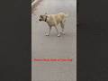 What Happened That Cute Dog Return Back Whos That Dog PetLover FamilyDog Hammyandolivia CuteAnimals
