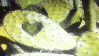 DOLORES KEANE 'STORM IN MY HEART' 1993 (Solid Ground)