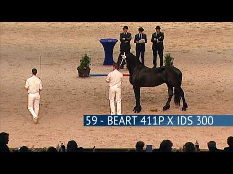 Hengstenkeuring 2017 – Groep 01