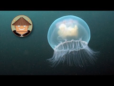 What's Happening with Jellyfish | Mini Documentary
