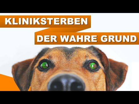 LEBENSGEFAHR für dein Tier - keine Notdienste mehr (feat. @tierarzttipps )