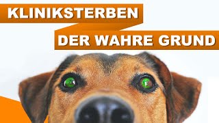 LEBENSGEFAHR für dein Tier - keine Notdienste mehr (feat. @tierarzttip