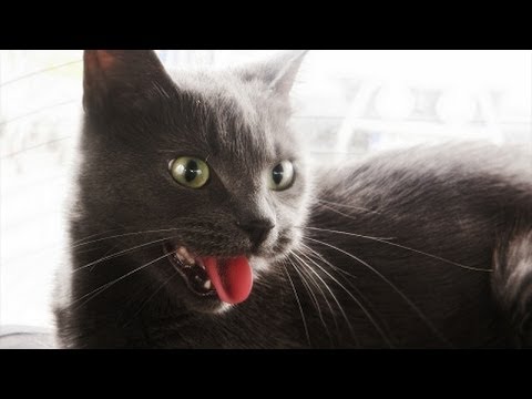 Cats acting like dogs - Funny and cute cat compilation