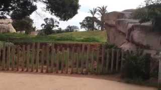 preview picture of video 'Rabat. Jardín zoológico de Temara'