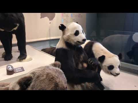 Panda vs polar bear contest