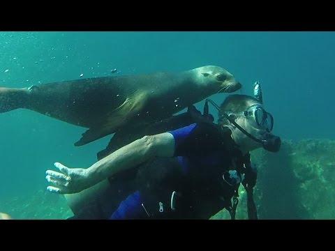 Sea Lion Loves Making New Friends