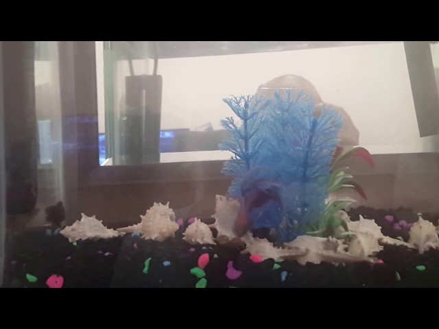 1 male betta and 2 female bettas in the same tank