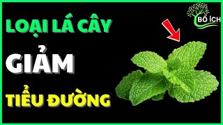 1 Type of Leaf Helps Eliminate Diabetes and Clean Arteries Quickly – useful health channel