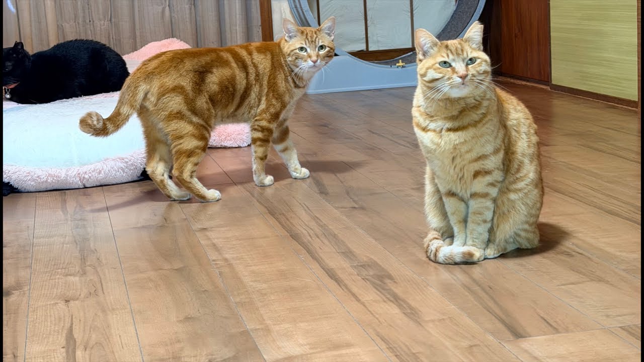 まにゃ、はな、むぎむぎ譲渡前夜